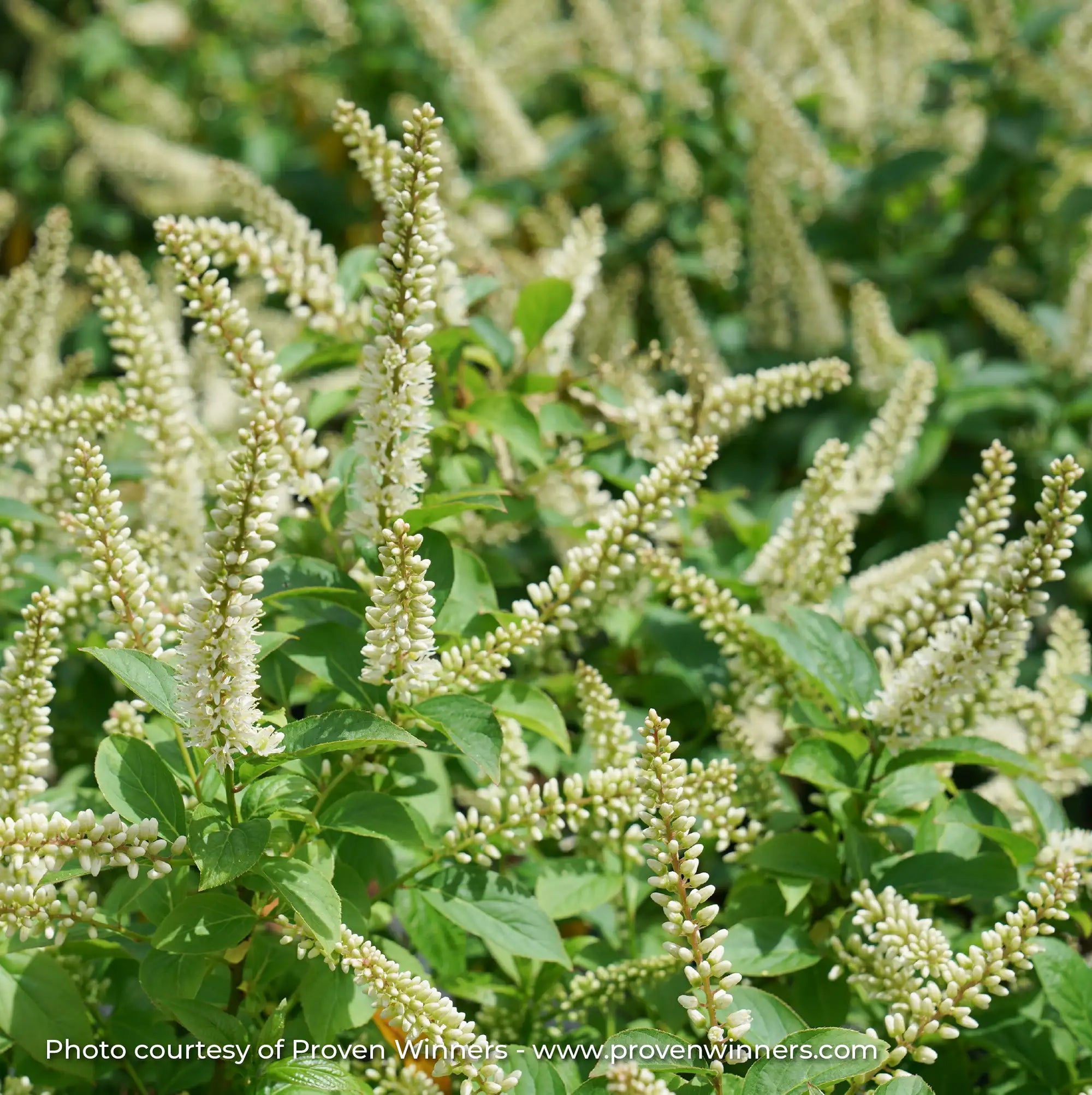 Sweetspire 'Fizzy Mizzy®'