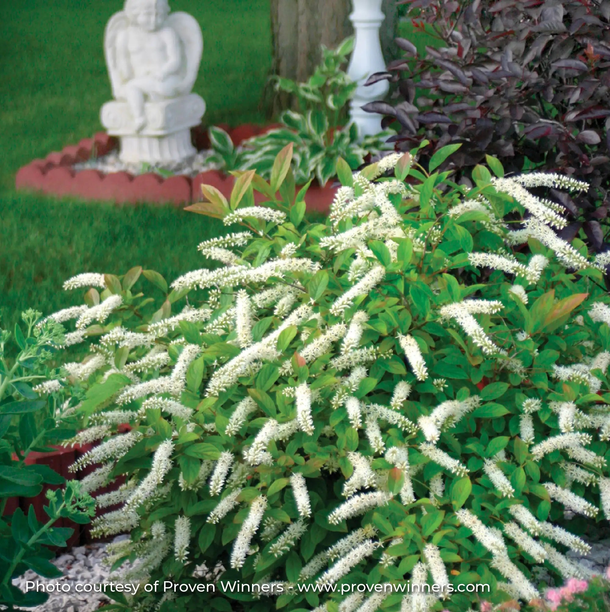 Sweetspire 'Little Henry®'