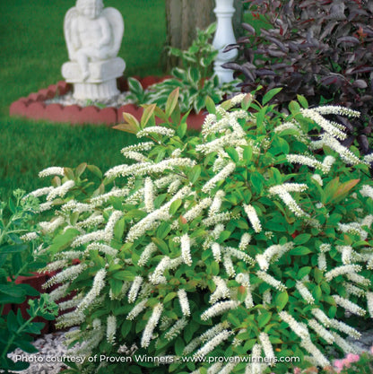 Sweetspire 'Little Henry®'