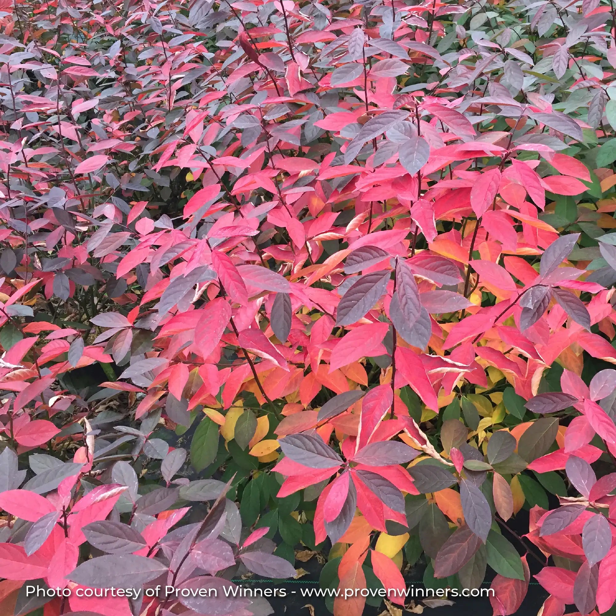 Sweetspire 'Scentlandia®'