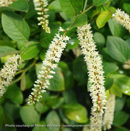 Sweetspire 'Scentlandia®'