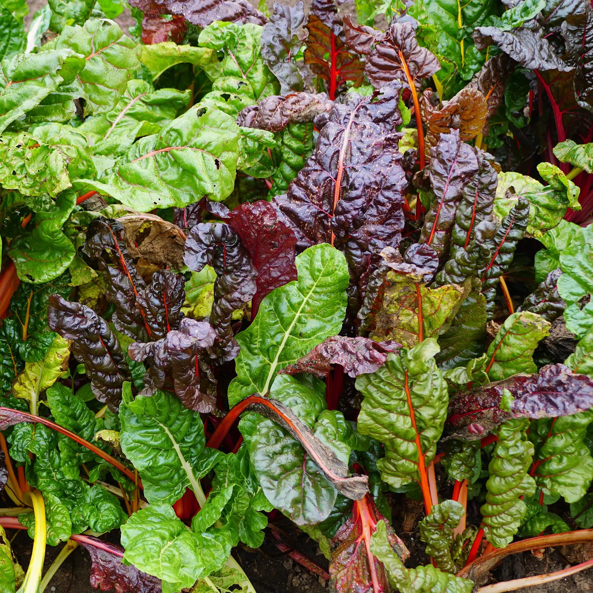 Swiss Chard 'Bright Lights'
