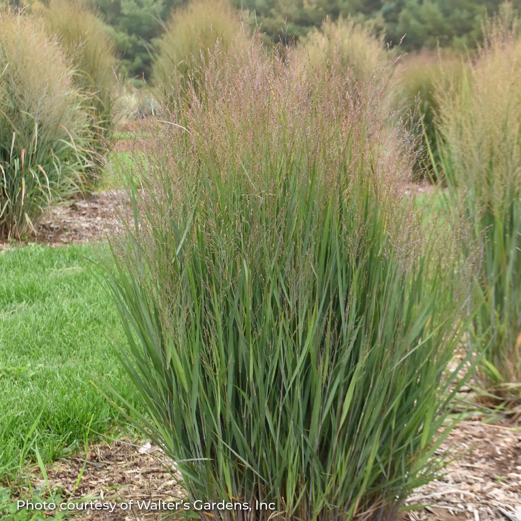 Switchgrass 'Half Pint'