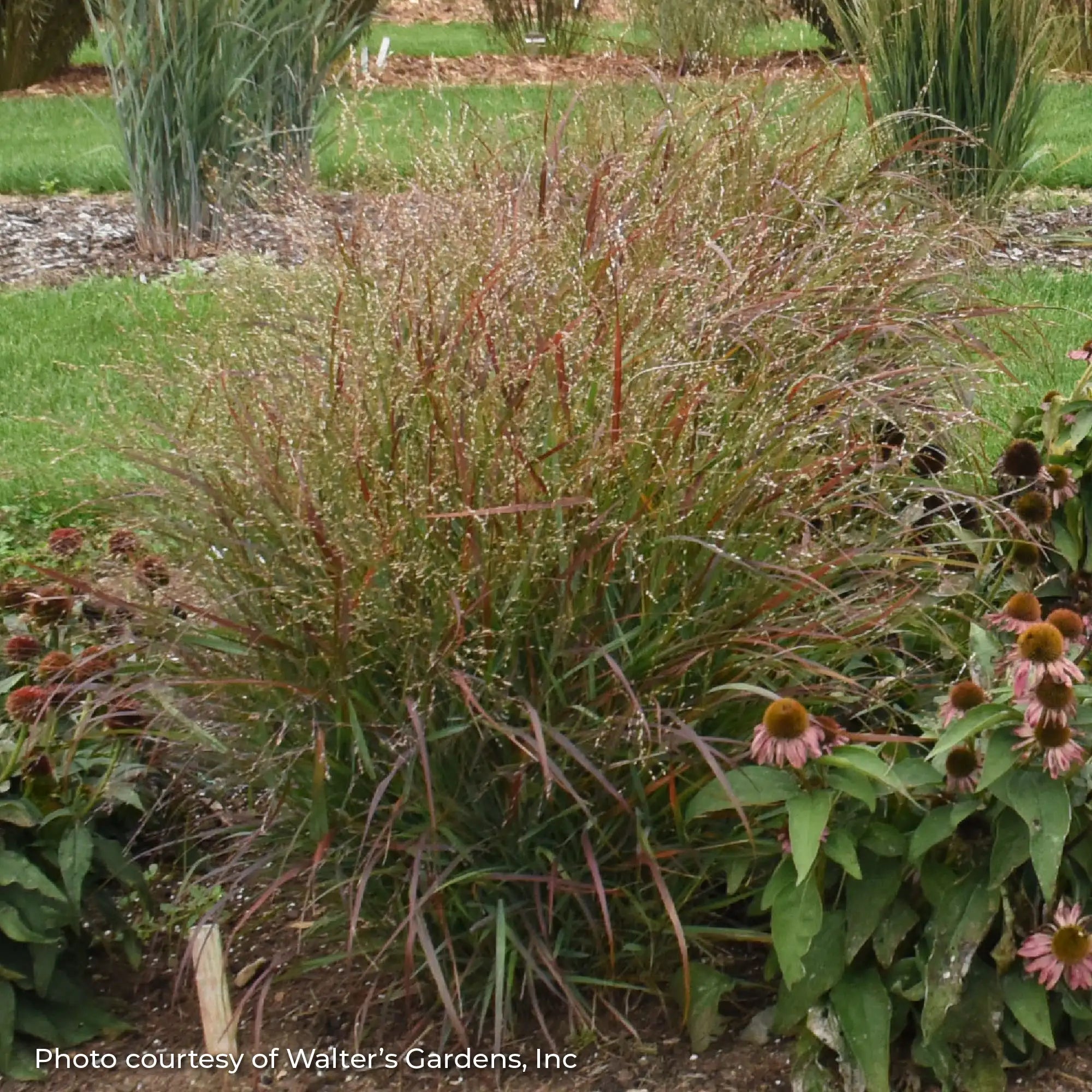 Switchgrass 'Red Flame'