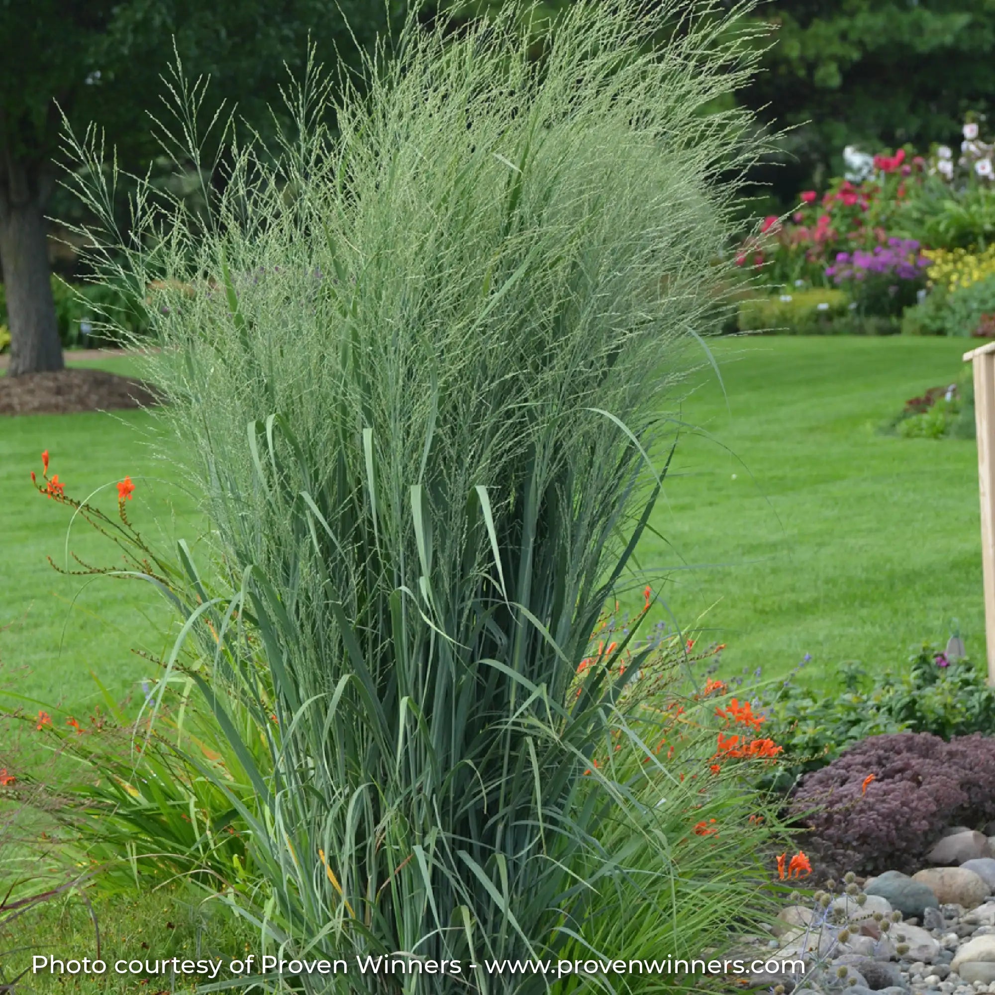 Tall Green Switchgrass in a garden