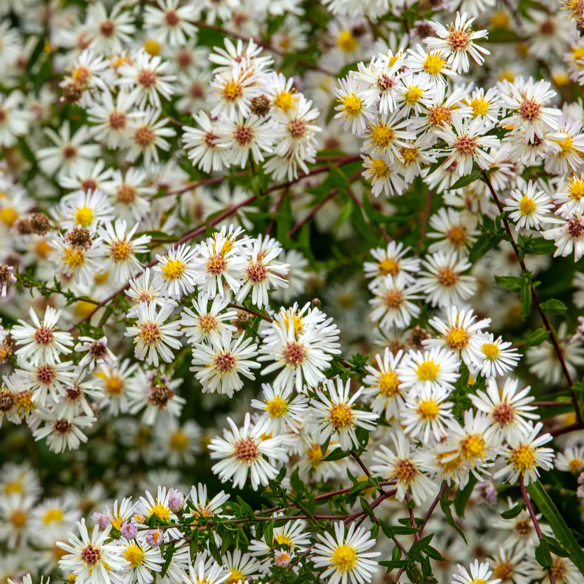 Aster Calico