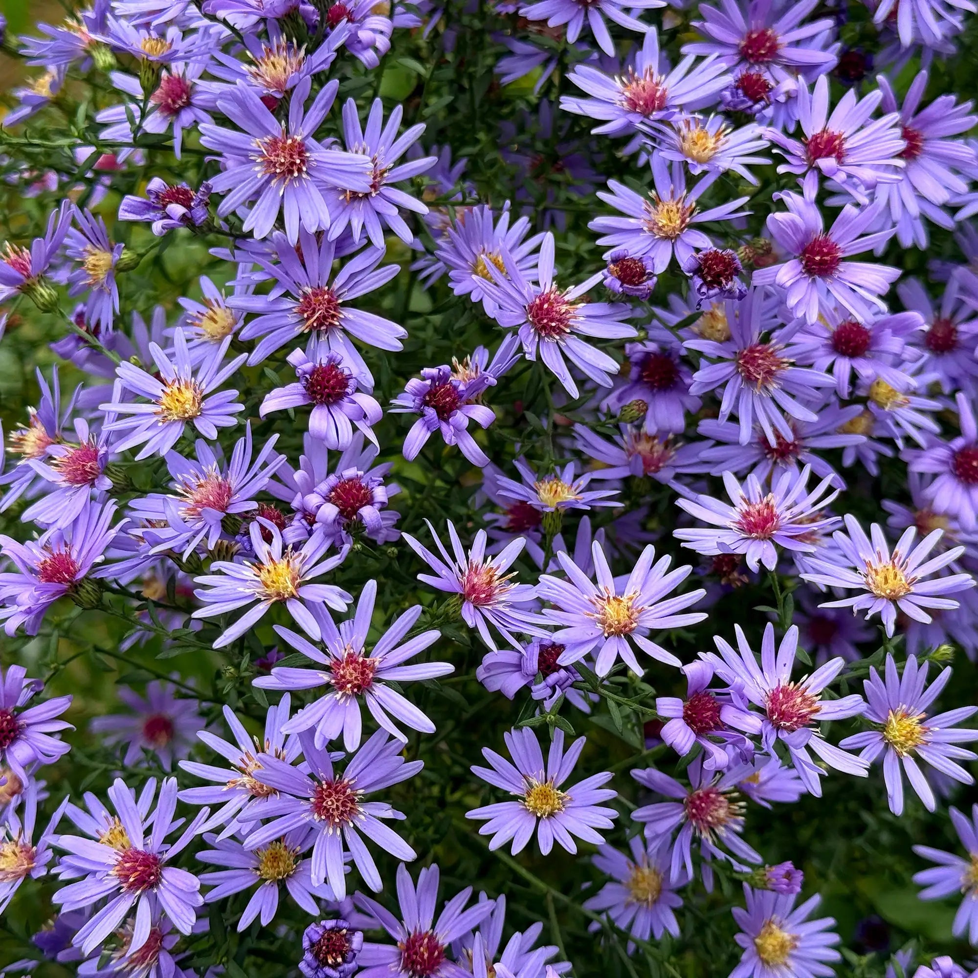Aster New England