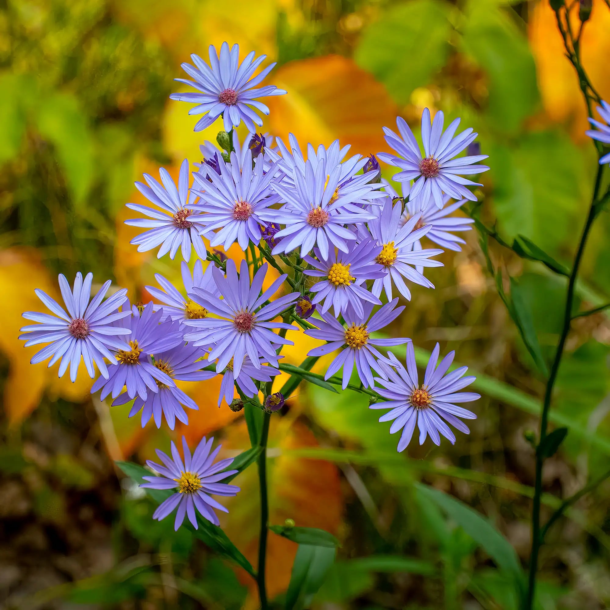 Aster Skyblue