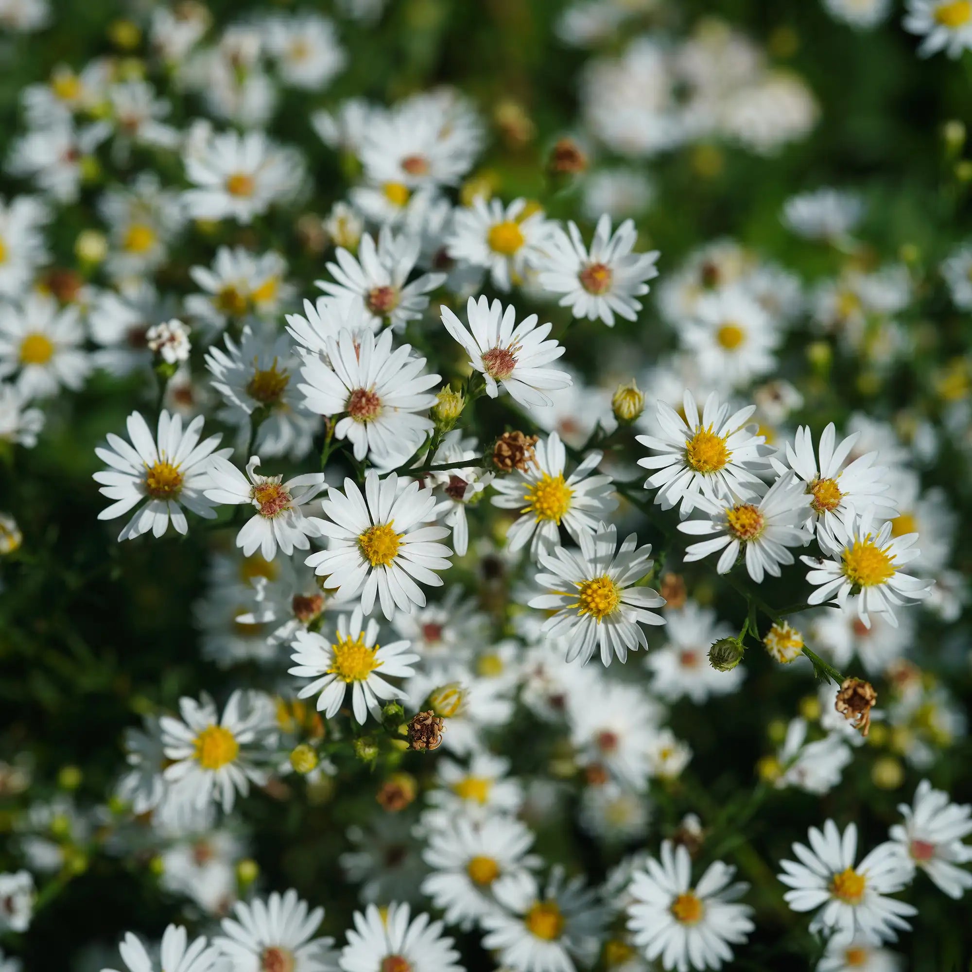 Aster Frost