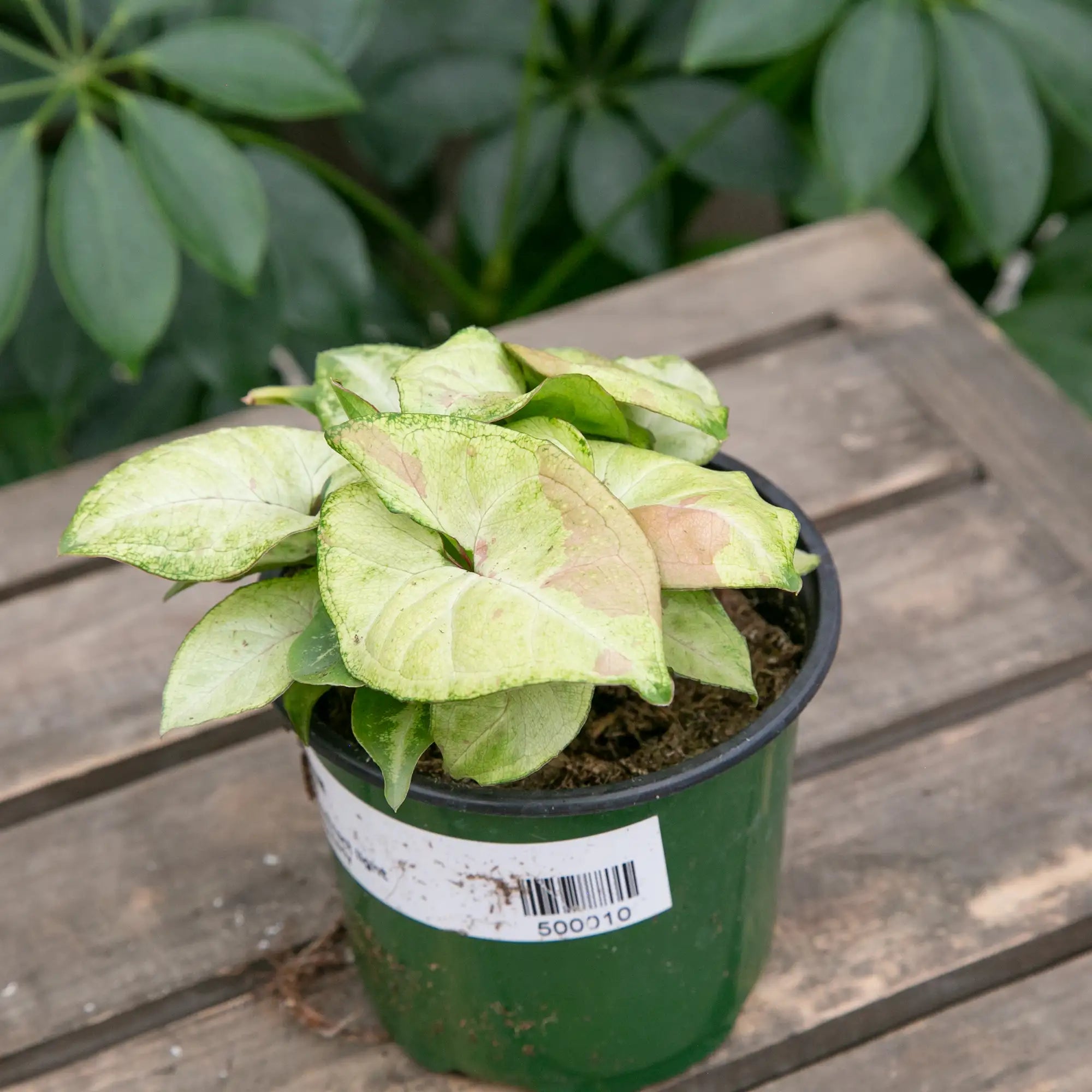 Arrowhead Vine 'Confetti'
