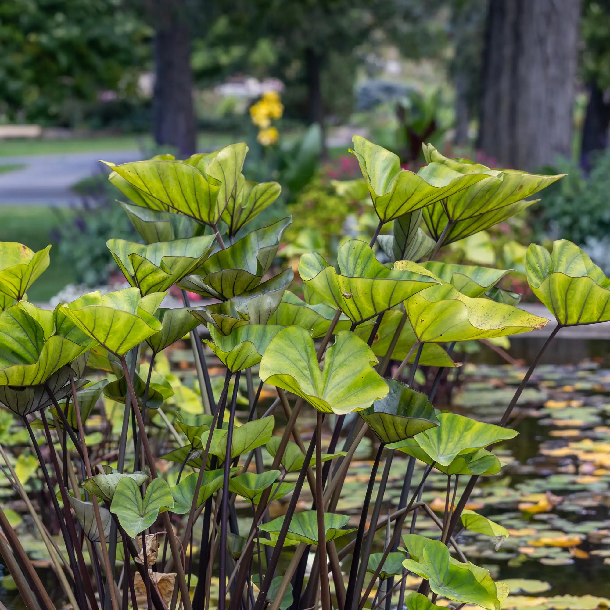 Tea Cup Taro in a pond