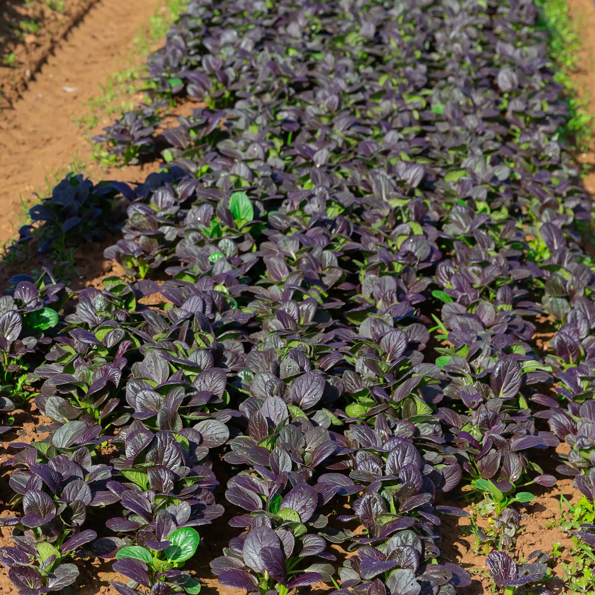 Tatsoi 'Red Cloud'