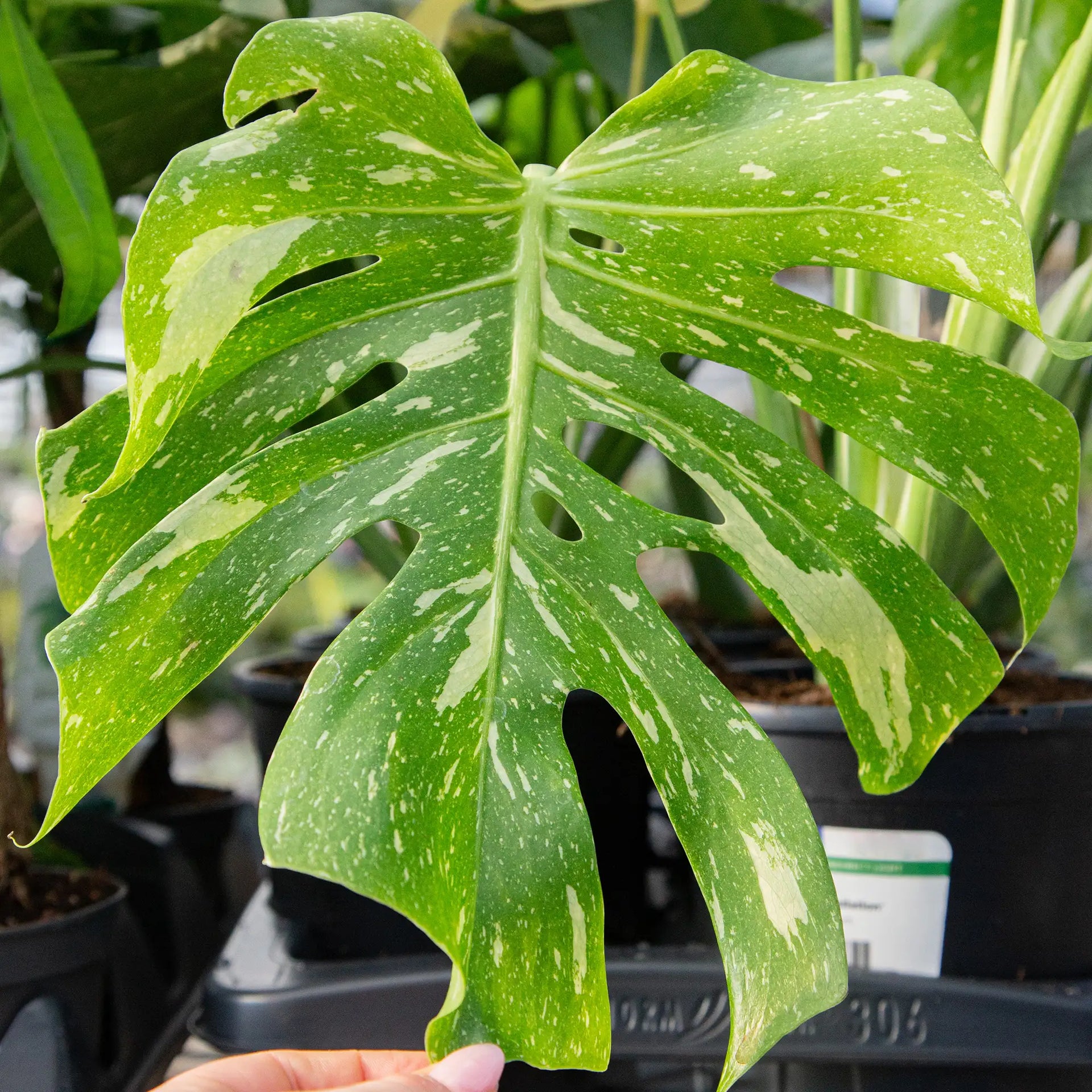 Monstera 'Thai Constellation' – Vandermeer Nursery Ltd