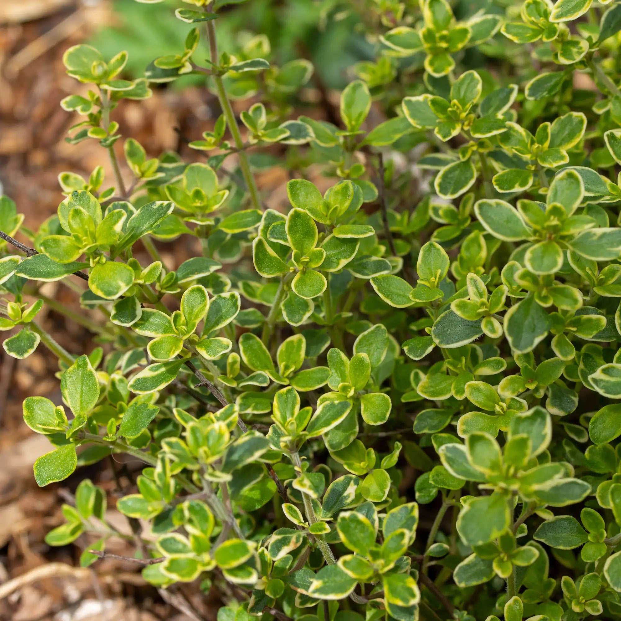 Close-up of a golden lemon thyme with variegated leaves.