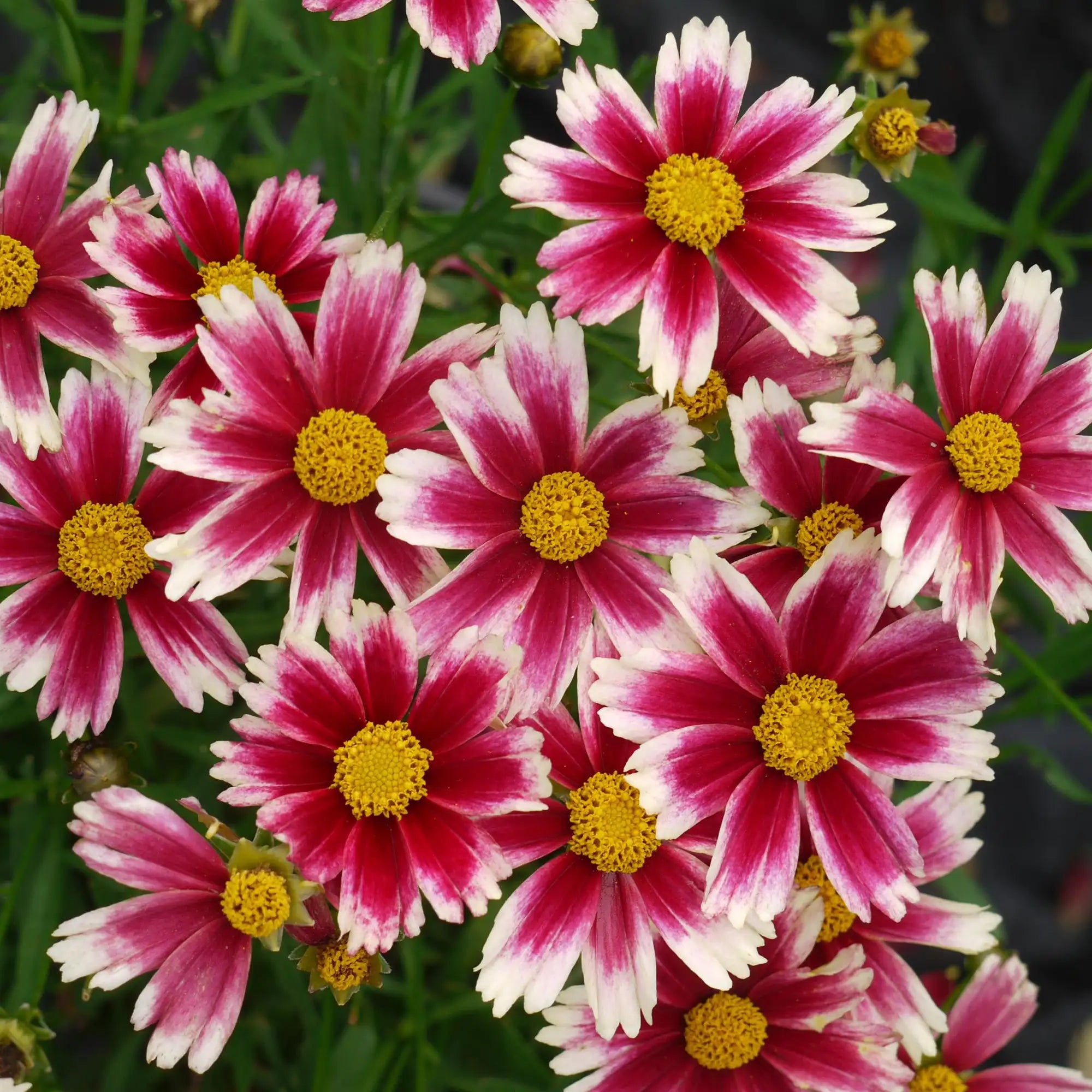 Close-up of Pink and White Tickseed 