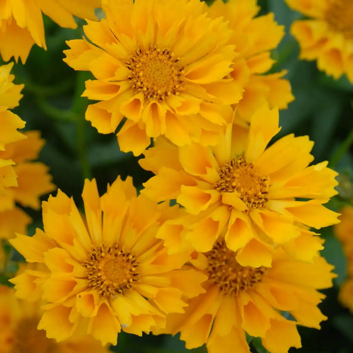 Tickseed 'Jethro Tull'