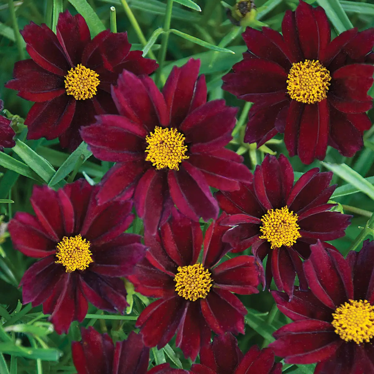 Tickseed Big Bang™ 'Mercury Rising'
