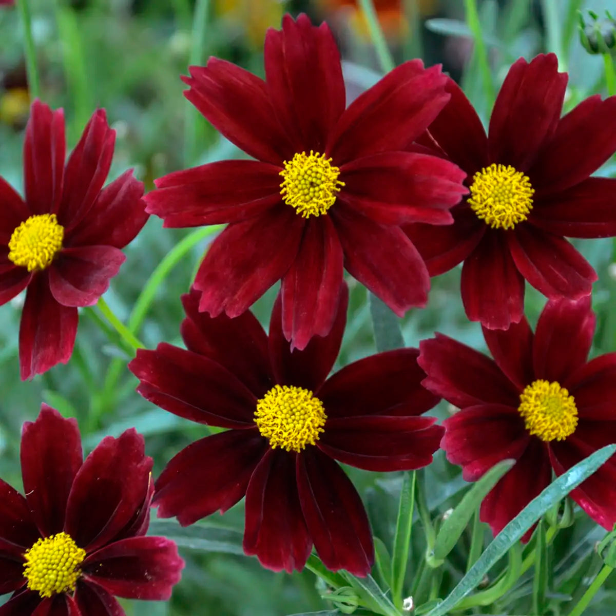 Tickseed Li'l Bang™ 'Red Elf'