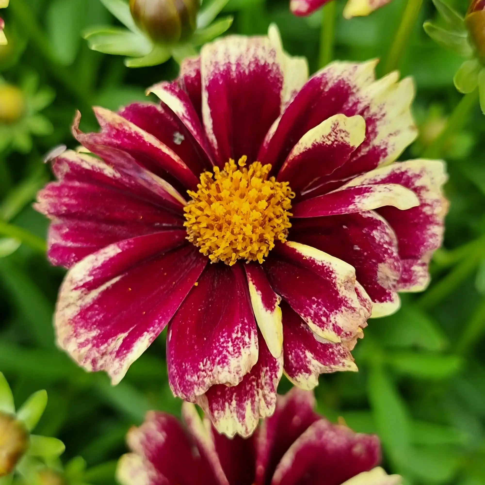 Tickseed 'Solar Fancy'