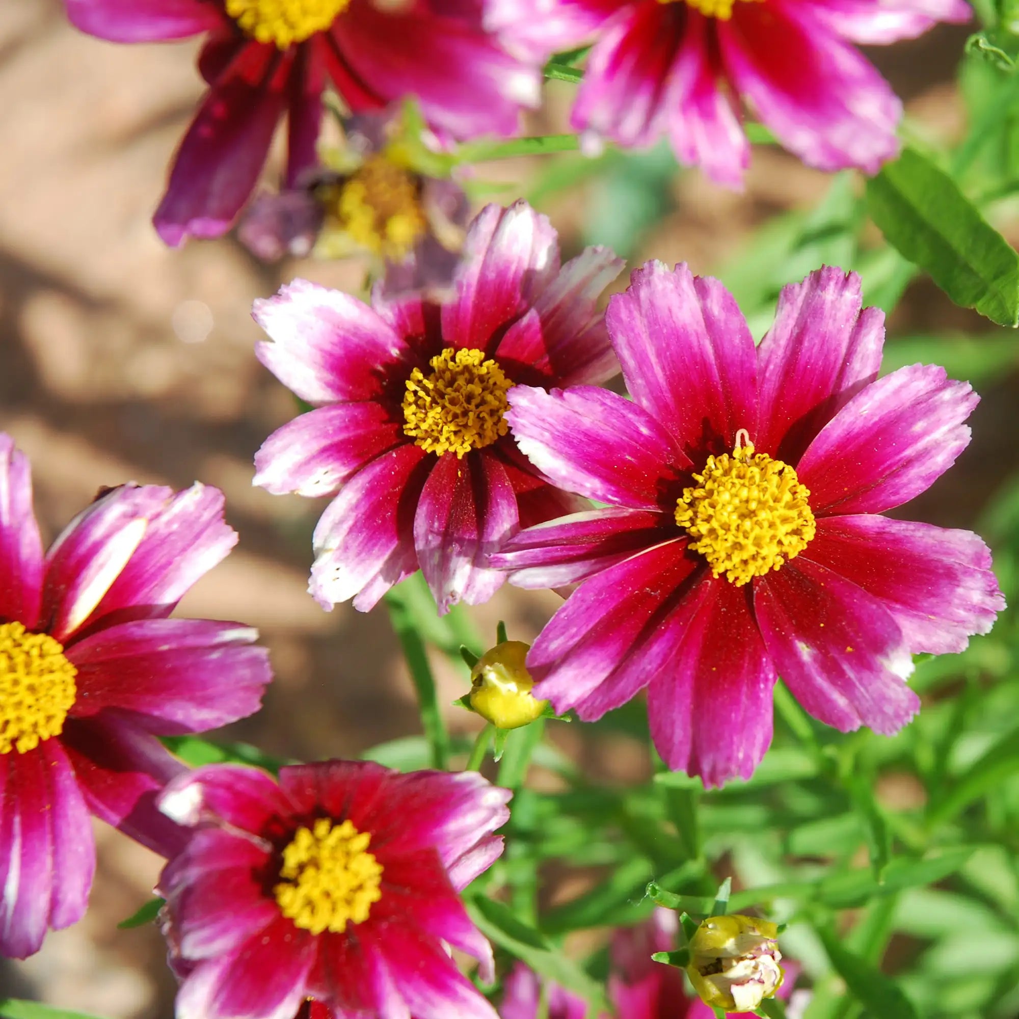 Tickseed Li'l Bang™ 'Starstruck'