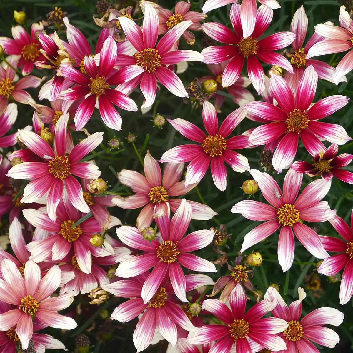 Tickseed Sunstar™ 'Rose'