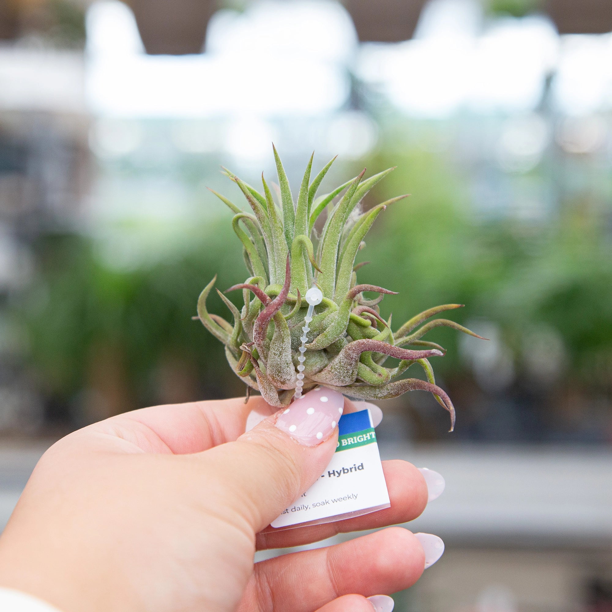 Air Plant Ionantha Mixed