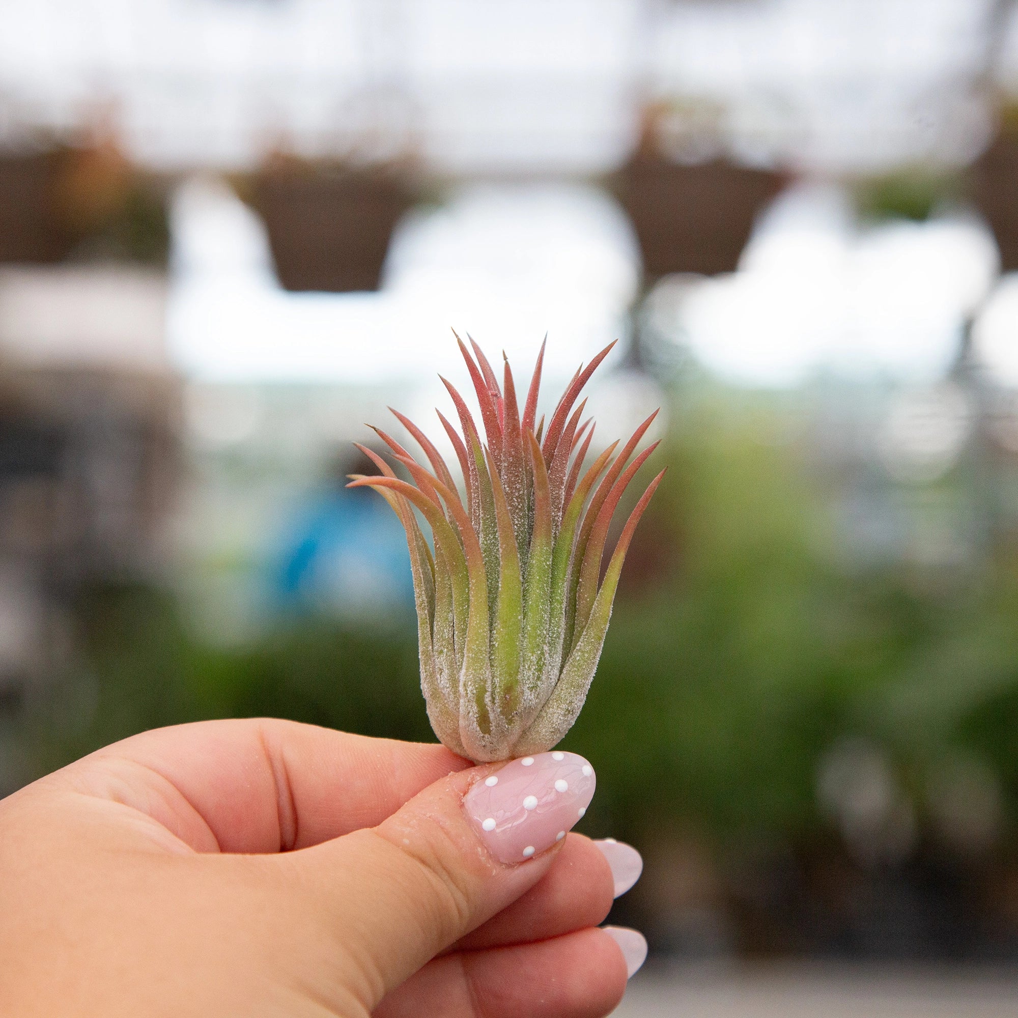 Air Plant Ionantha Mixed