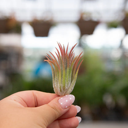 Air Plant Ionantha Mixed