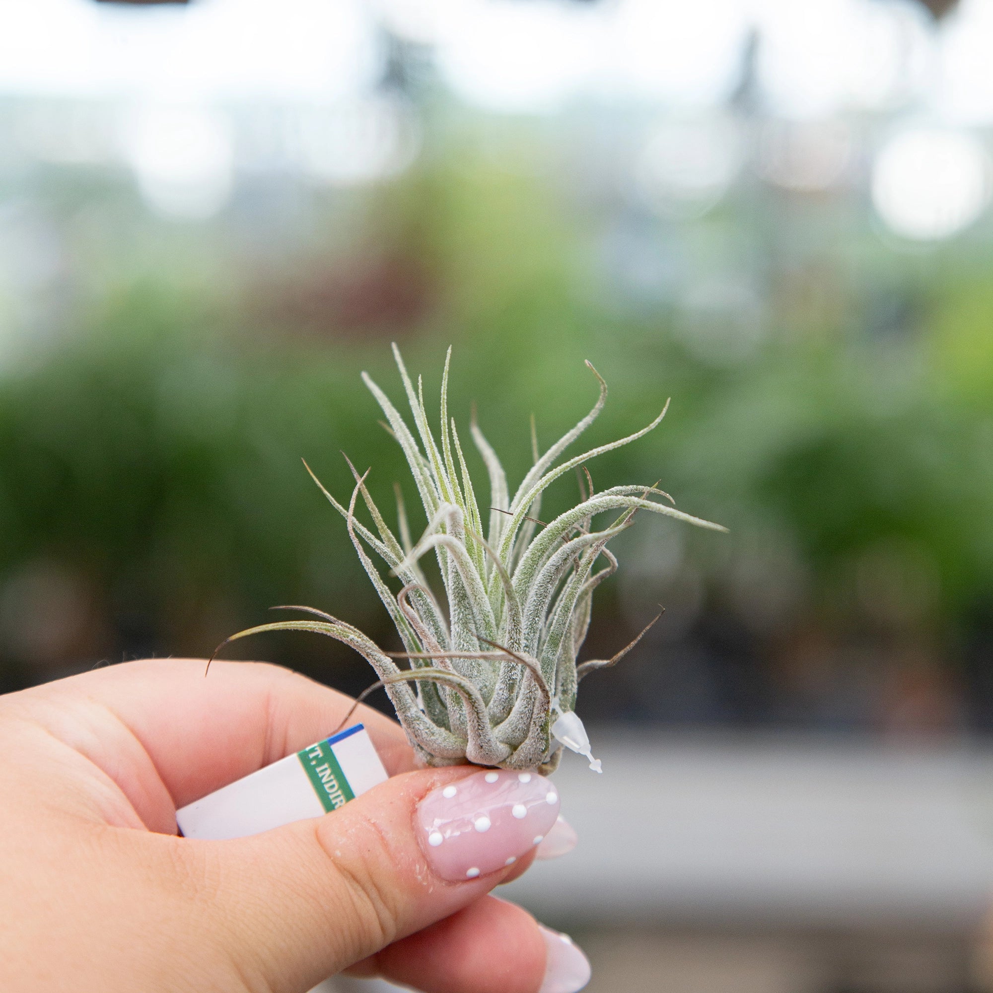 Air Plant Ionantha Mixed