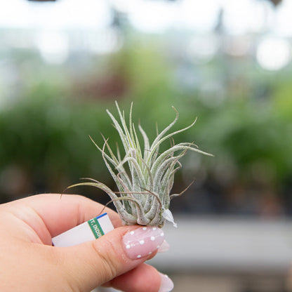 Air Plant Ionantha Mixed