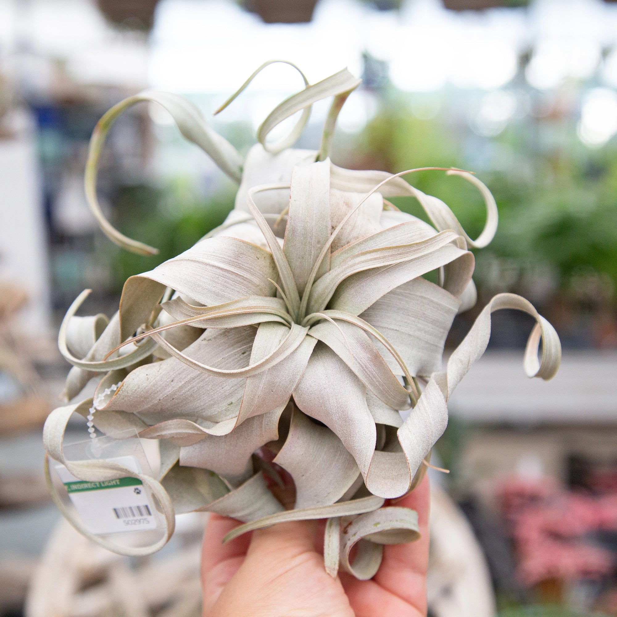 Air Plant Xerographica