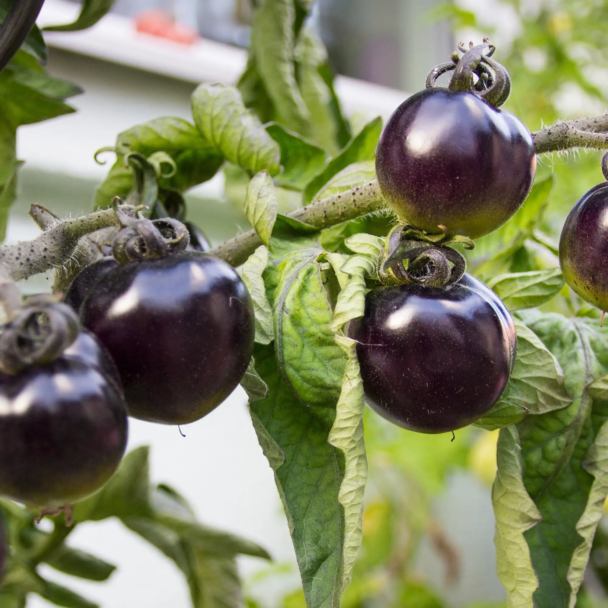 Tomato 'Black Cherry'