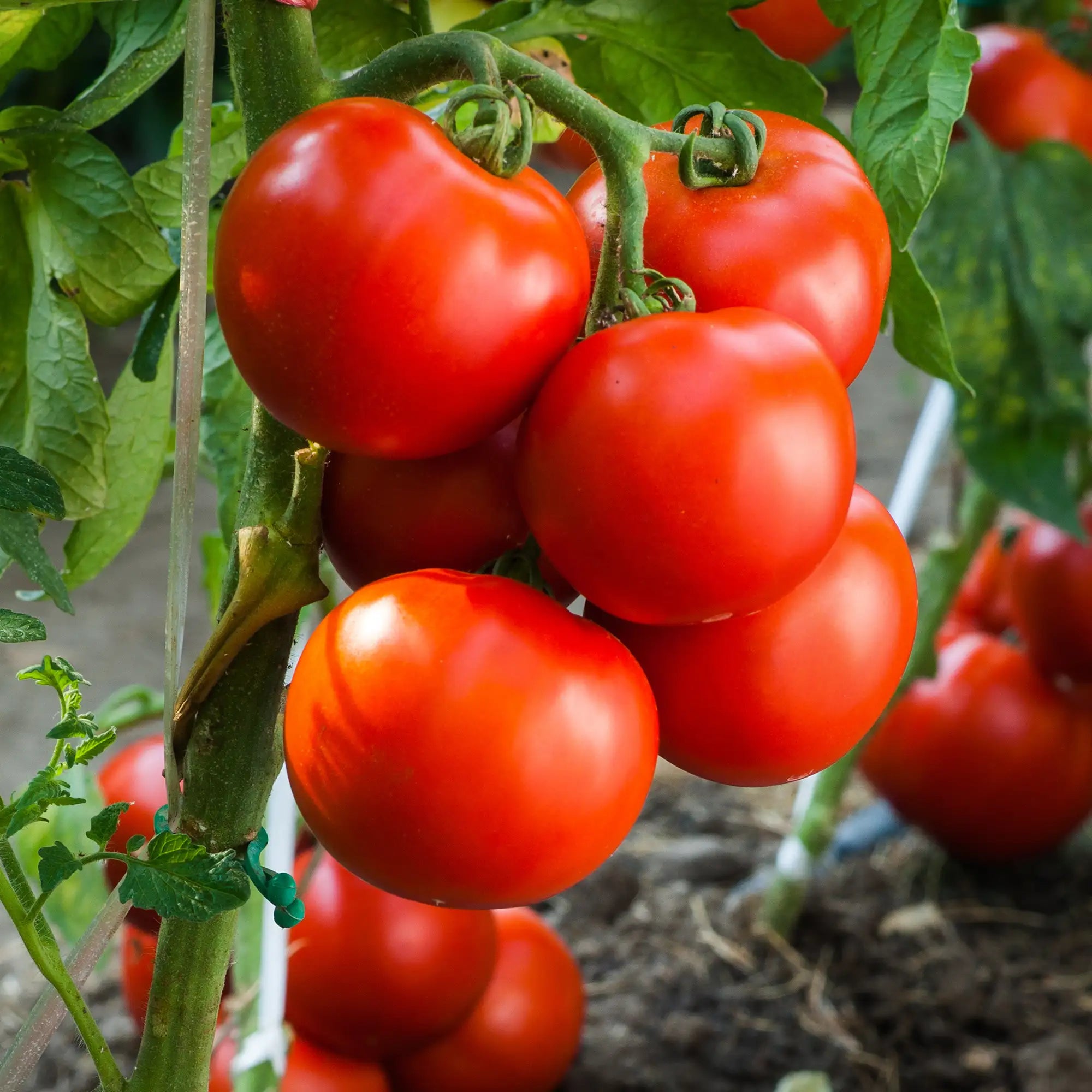 Tomato 'Bonny Best'