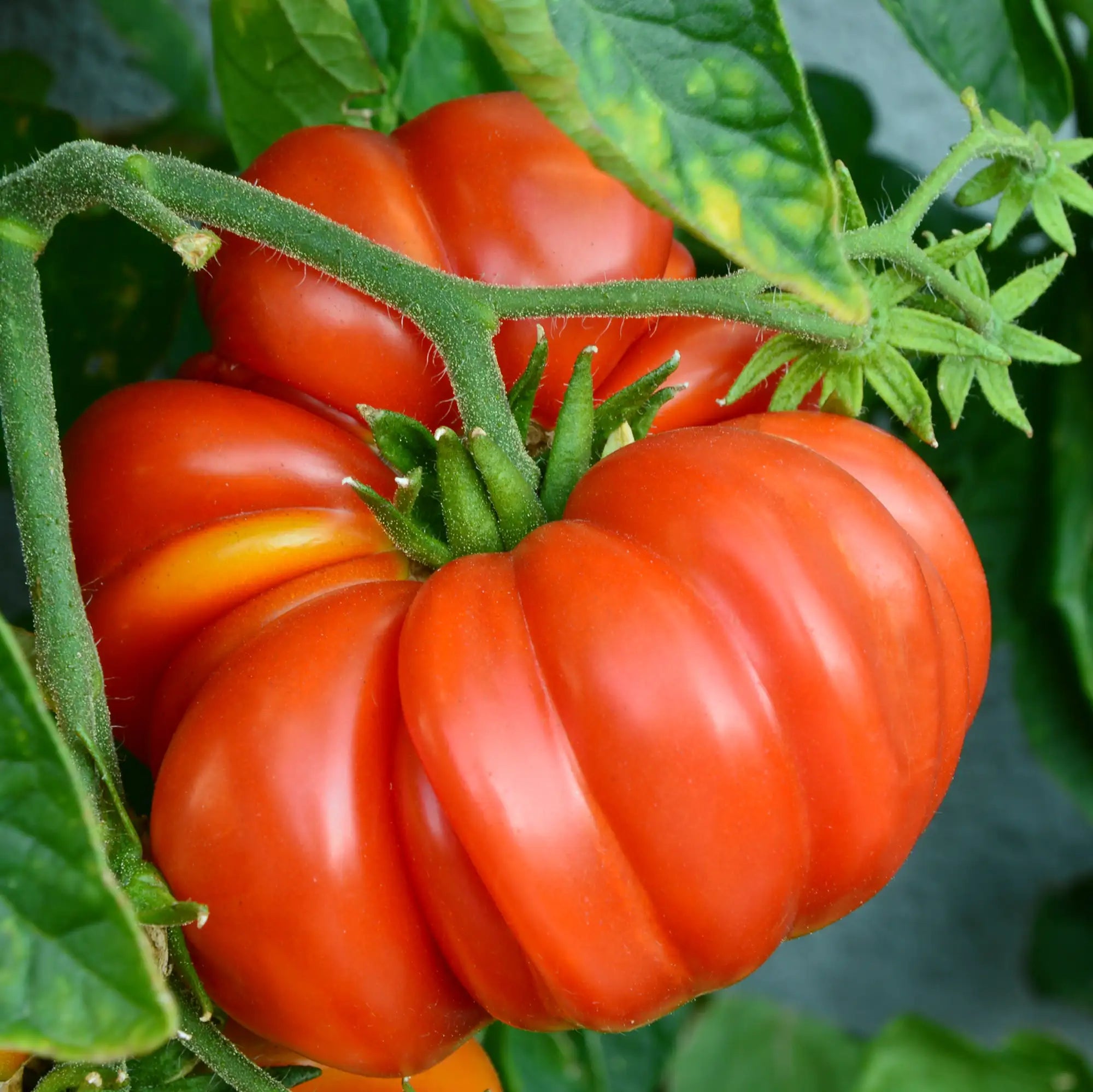 Tomato 'Brandywine'
