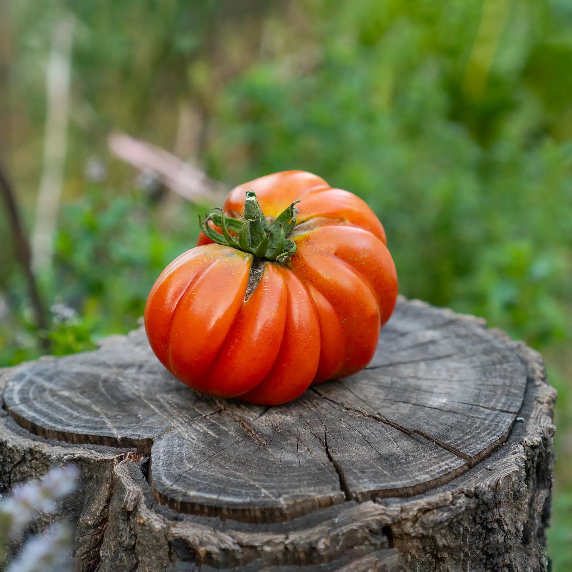 Tomato 'Costoluto Genovese'
