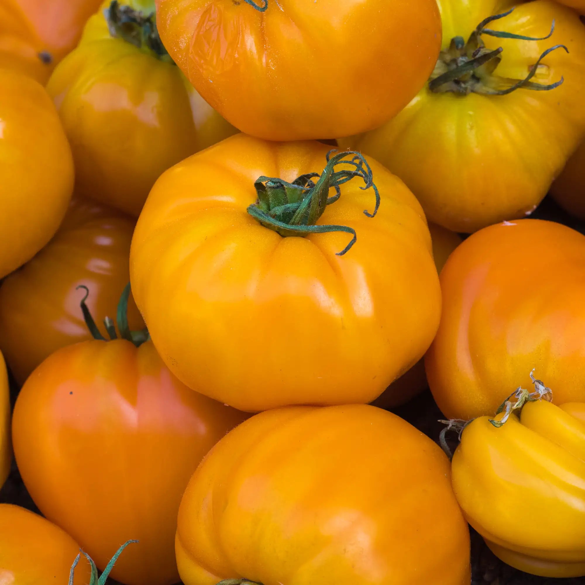 Tomato 'Dr. Wyche's Yellow'