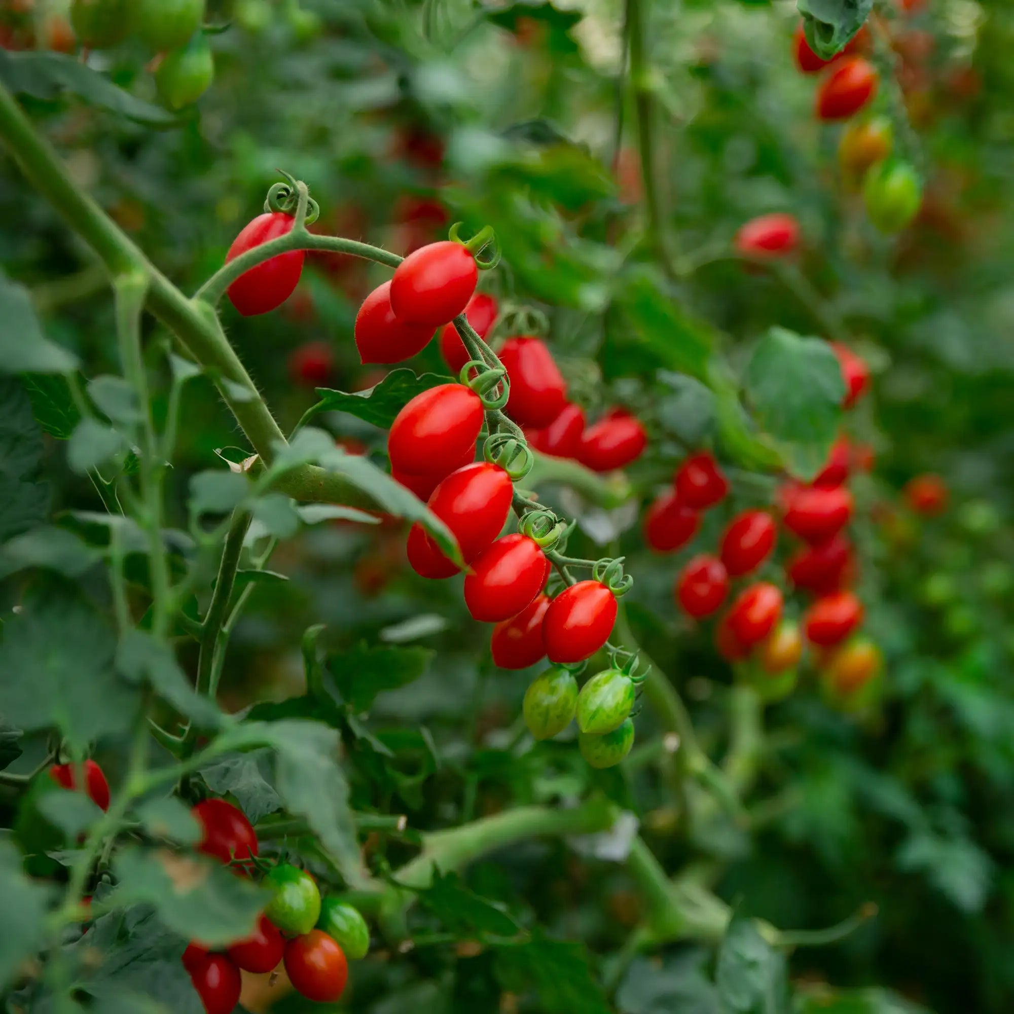 Tomato 'Five Star Grape'