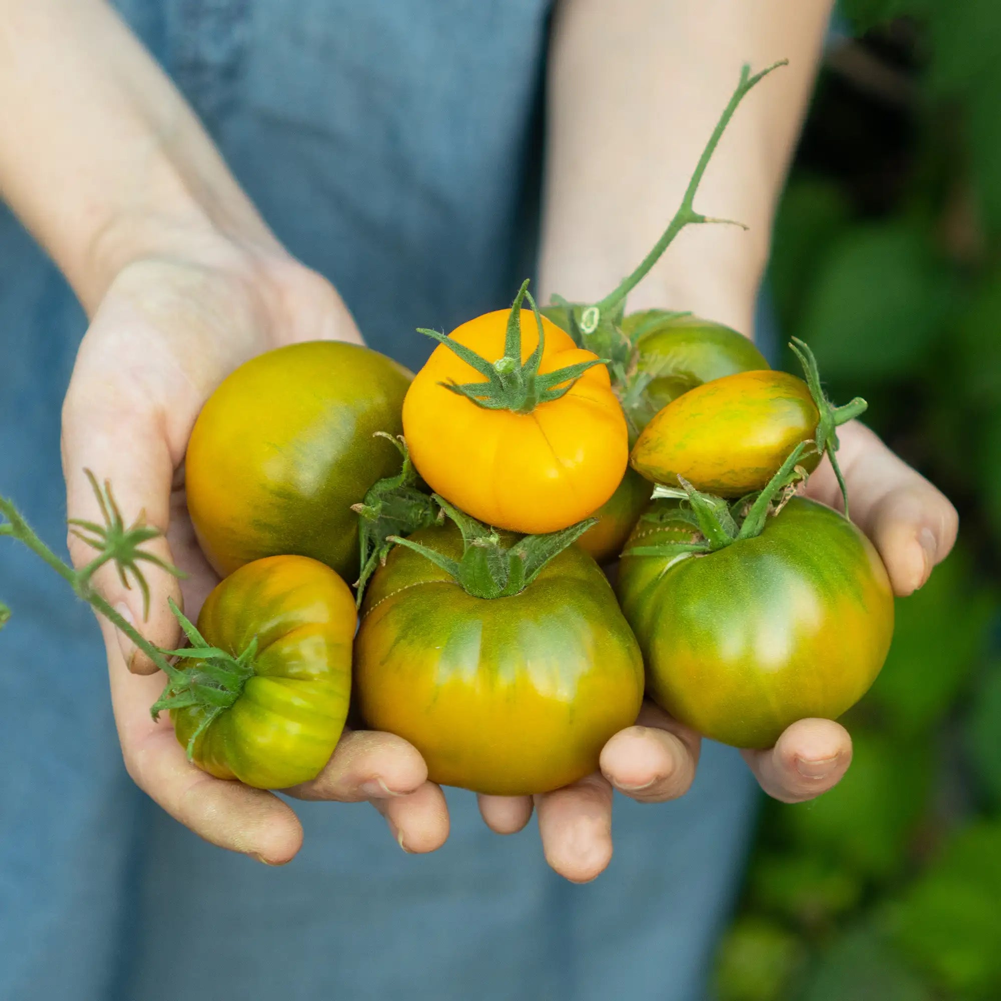 Tomato 'Green Cherokee'