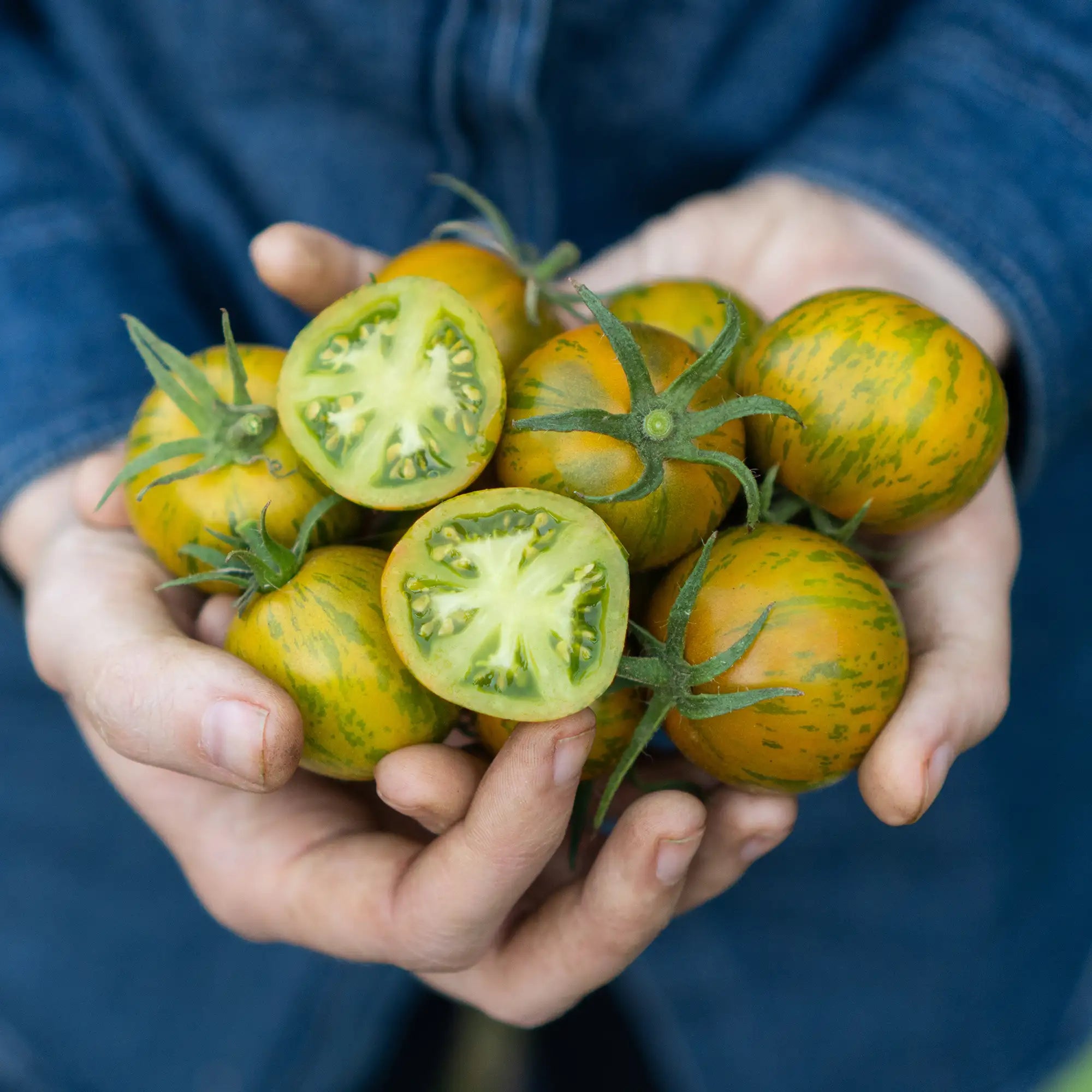 Tomato 'Green Zebra'