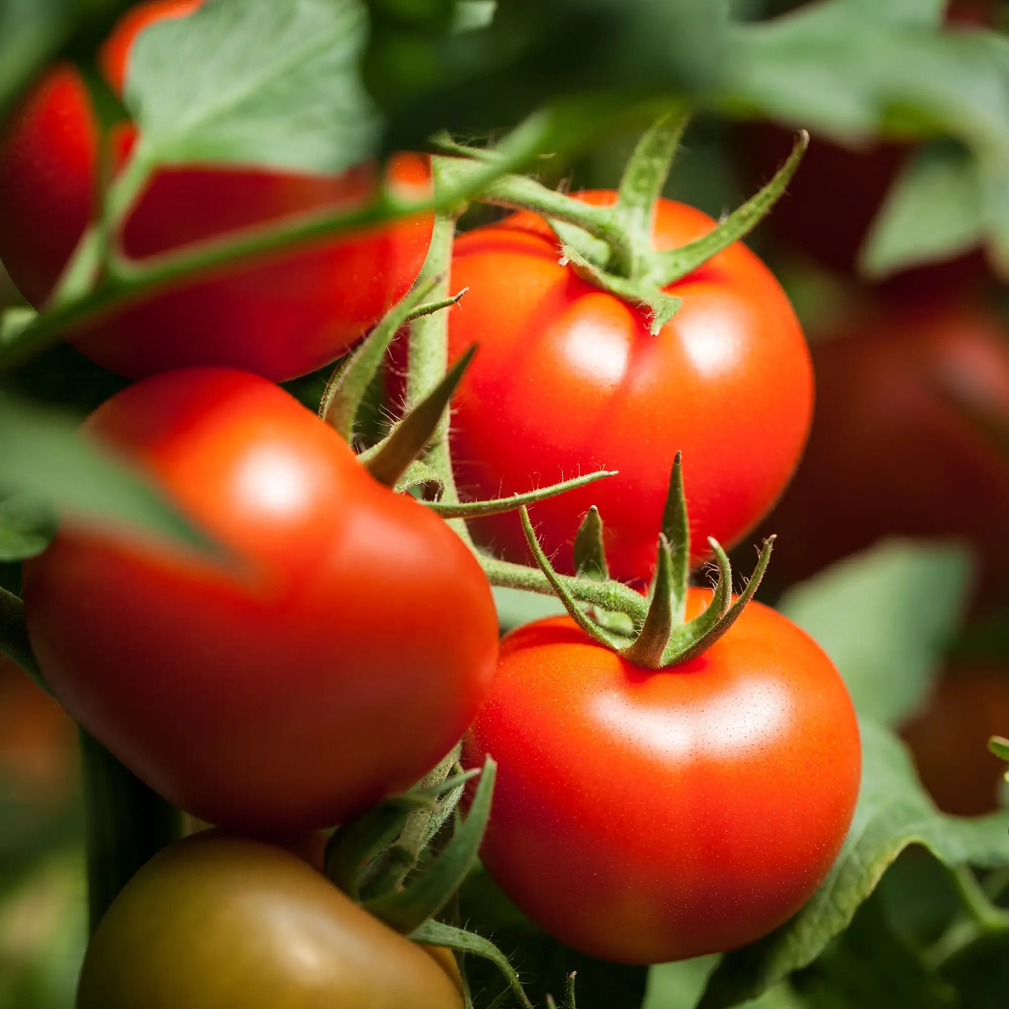 Tomato 'Jet Star'