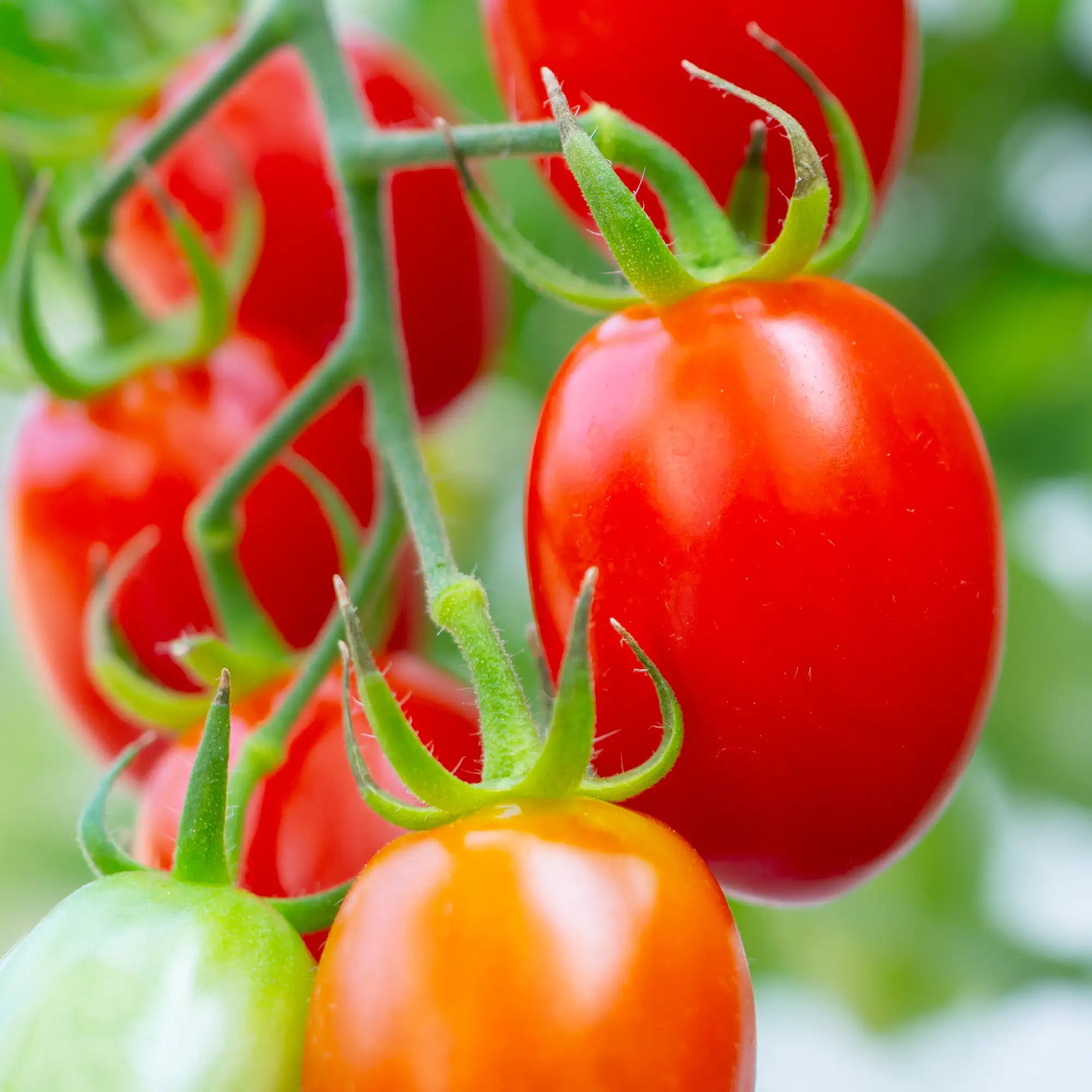Tomato 'Juliet'