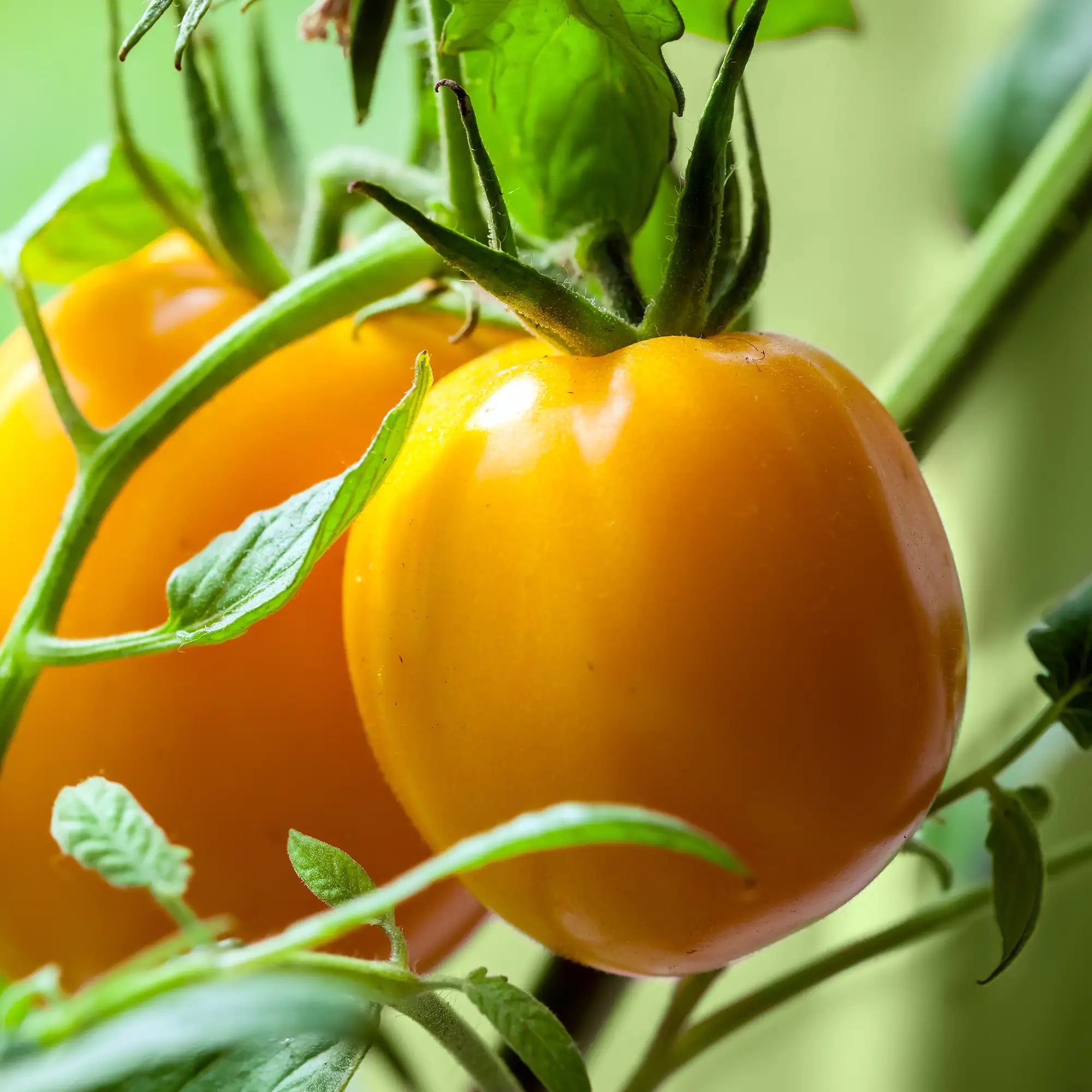 Tomato 'Lemon Boy'