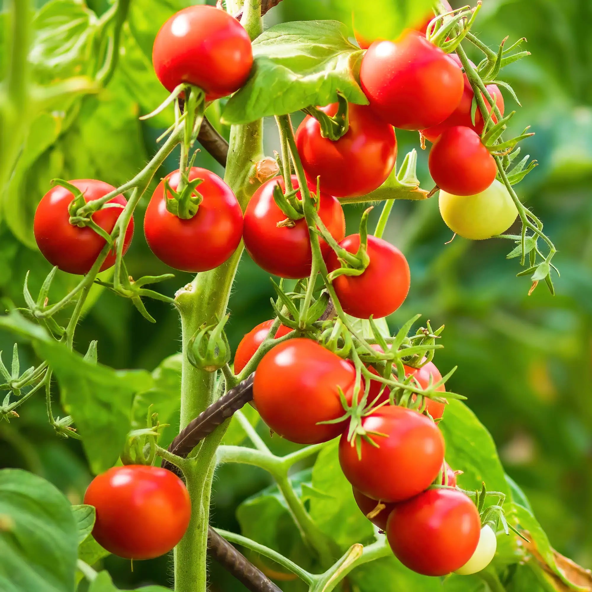 Tomato 'Matt's Wild Cherry'