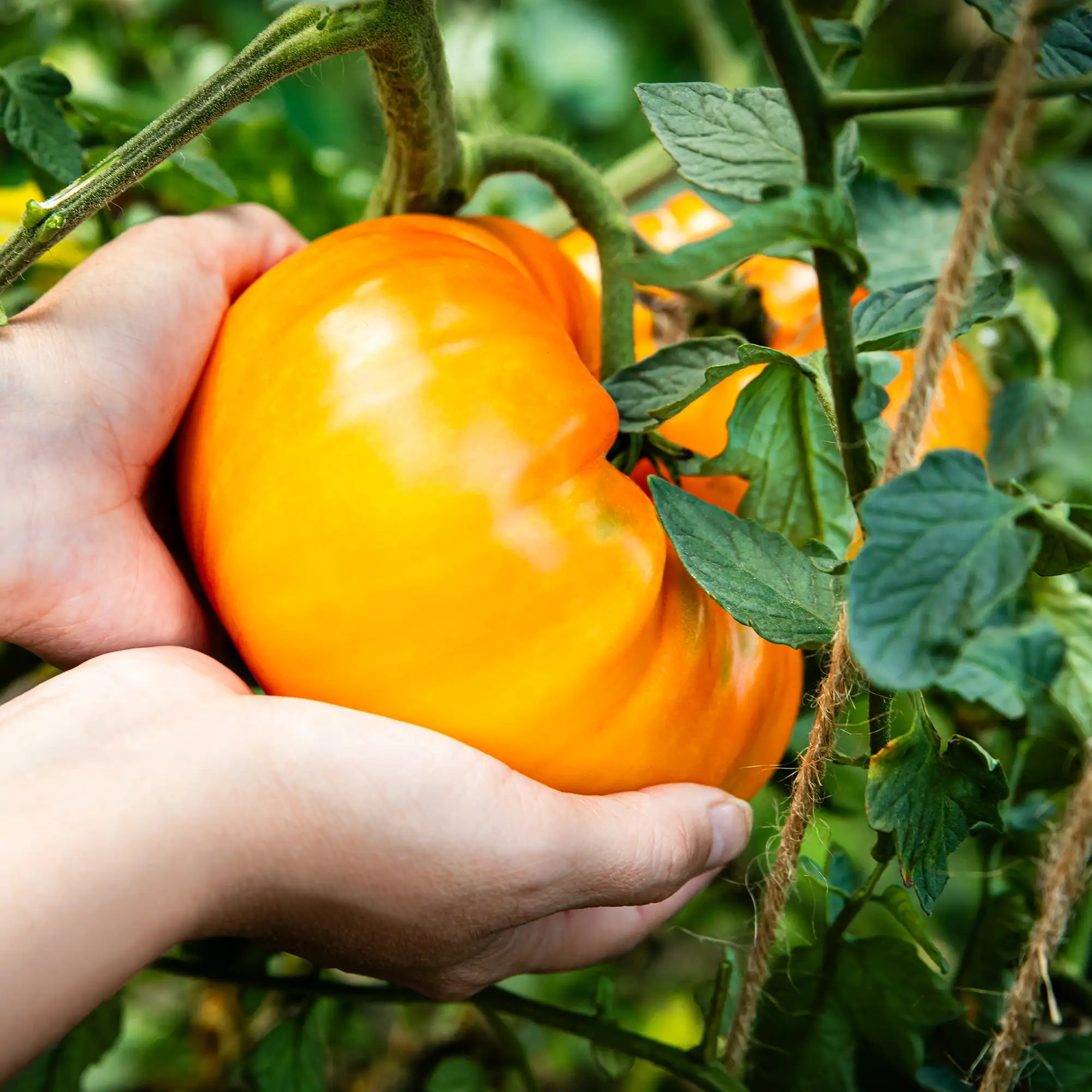 Tomato 'Pineapple'
