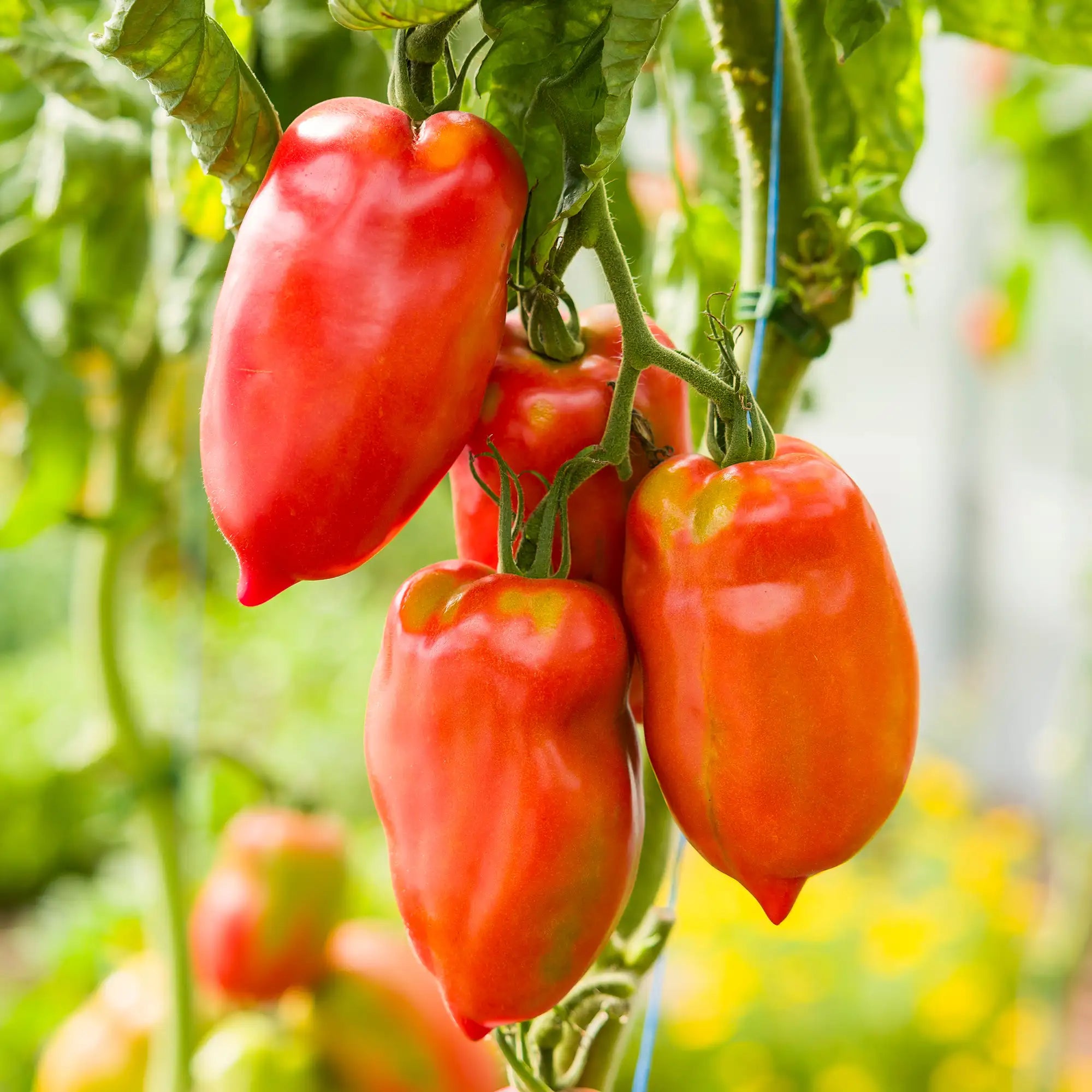 Tomato 'Pozzano'