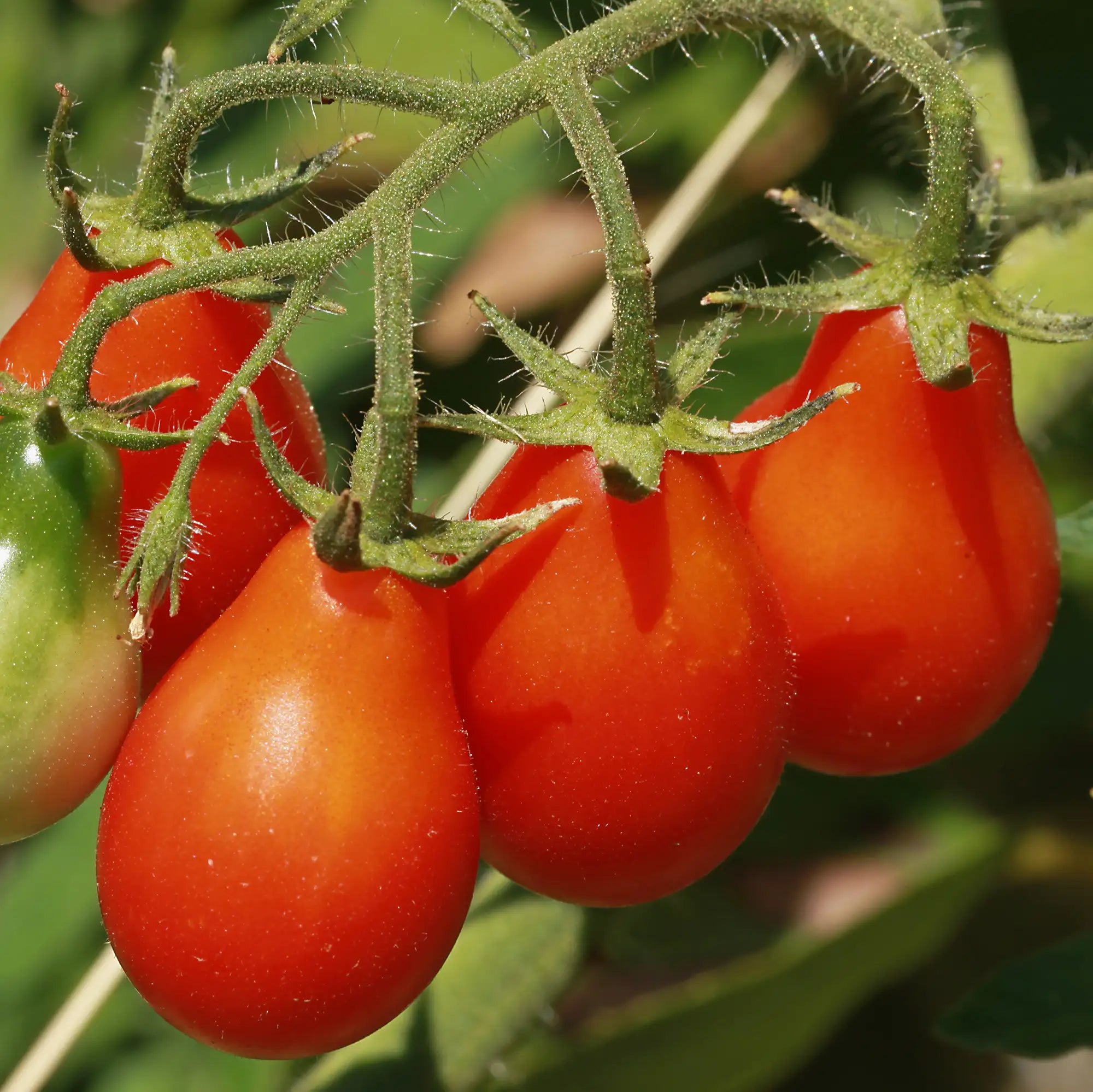 Tomato 'Red Pear'