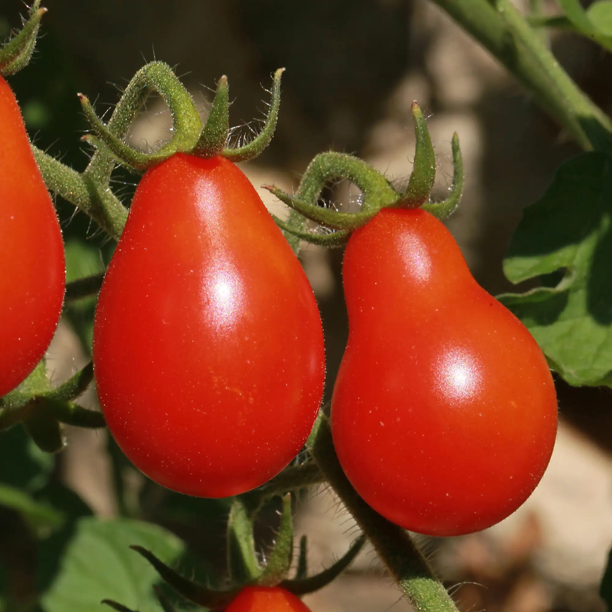 Tomato 'Red Pearl'