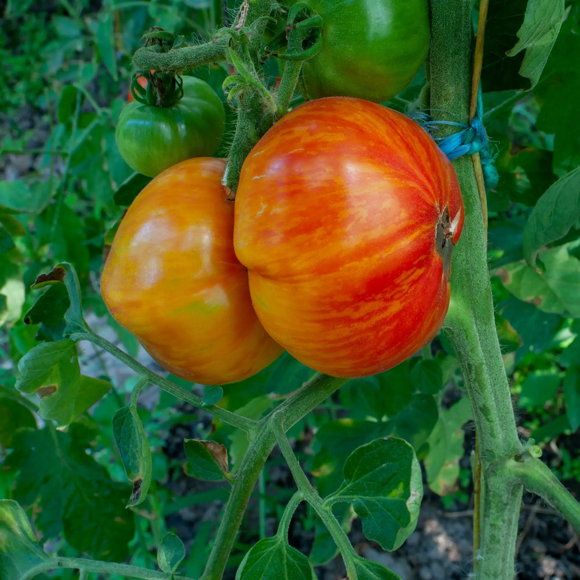 Tomato 'Striped German' – Vandermeer Nursery Ltd