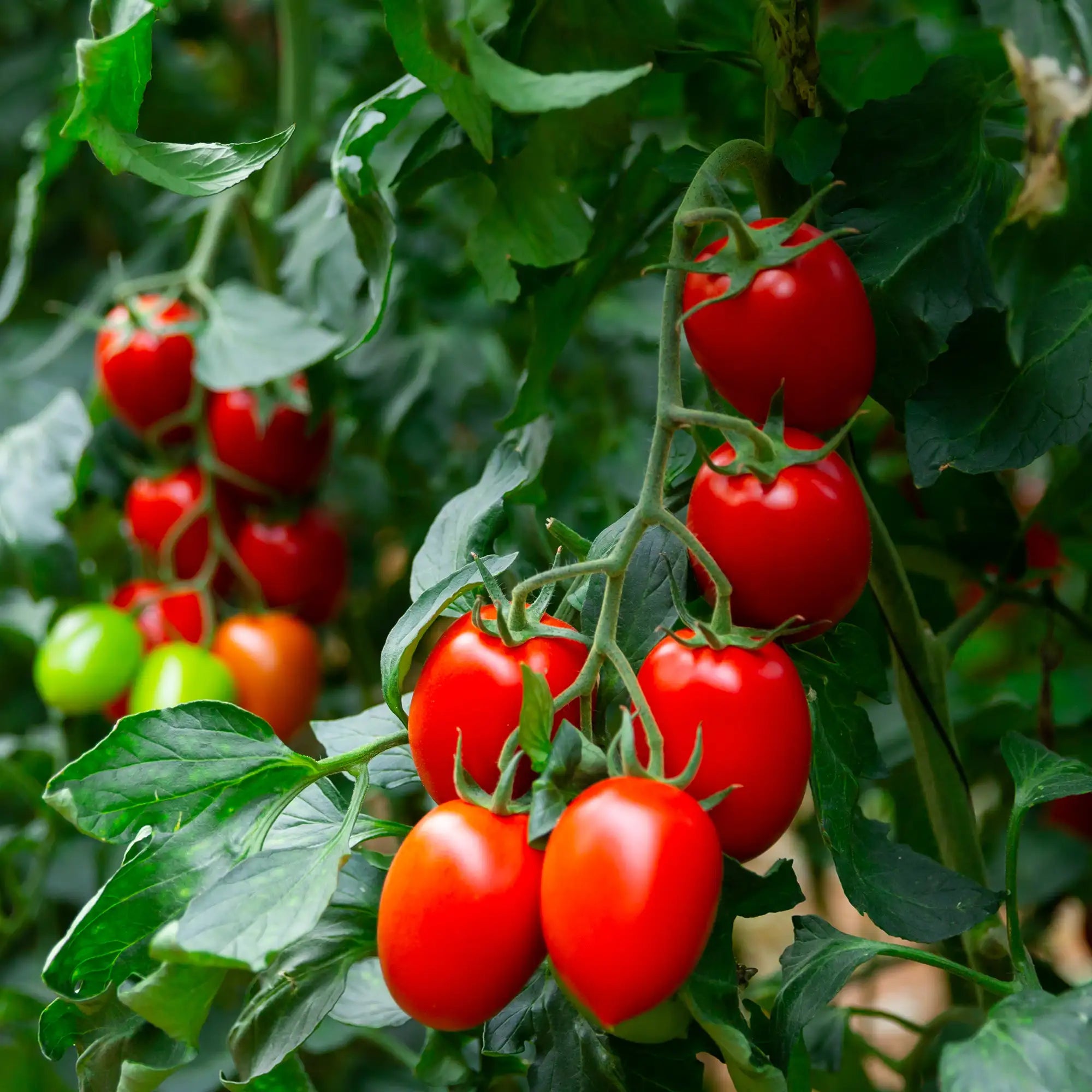 Tomato 'Sugary'