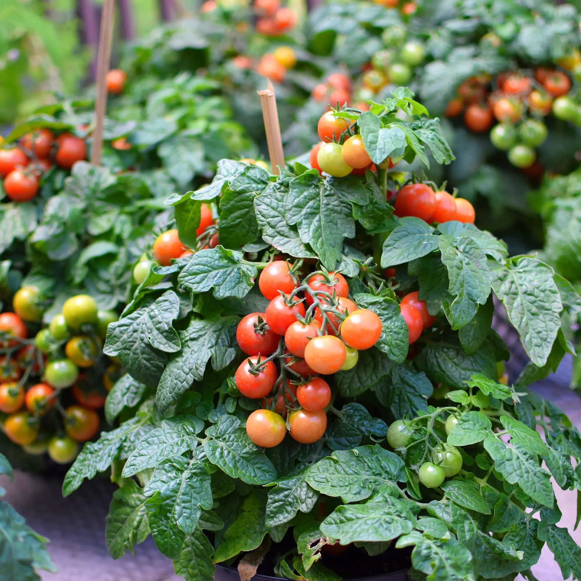 Tomato 'Tiny Tim'